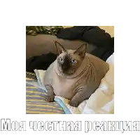 a hairless cat is laying on a bed with the words моя честная реакция written below it