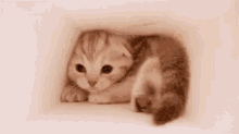 Kitten Tight Space GIF