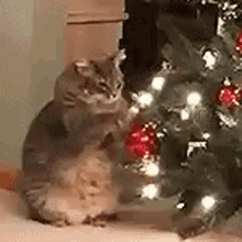 Soobsomi Cat GIF - Soobsomi Cat Cat Reaction GIFs