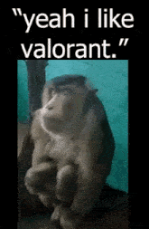 Valorant Monkey GIF - Valorant Monkey Shocked GIFs