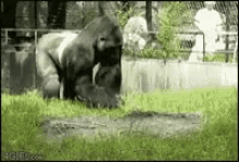 Gorilla Poop GIF - Gorilla Poop Throw GIFs