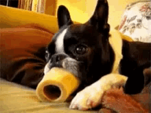Pup Bone GIF - Pup Bone Dog GIFs