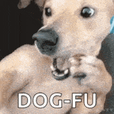 Dog Karate GIF - Dog Karate Funny Animals GIFs