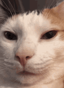 Cat Hoshi GIF - Cat Hoshi Funny GIFs