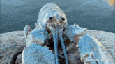 a close up of a lobster on a stump with the words minimax in the upper right corner