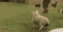Sheep Dog GIF - Sheep Dog Jumping GIFs