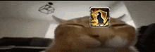 a close up of a cat with a shield on its head