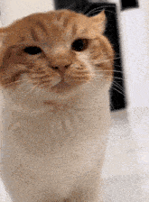 a close up of a cat 's face with a blurry background