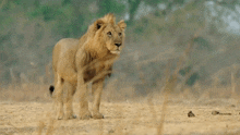 African Lion Lioness GIF - African Lion Lioness Lion GIFs