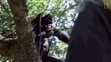 eating koko watch koko the gorilla use sign language in this1981film world gorilla day hungry