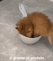 a cat is eating out of a white bowl with the words 6 grams of protein below it