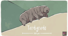 Tardigrade Tiny GIF - Tardigrade Tiny Tardigrado GIFs