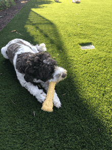 a brown and white dog chews on a yellow toy on the grass