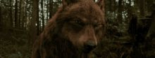 Hmm Wolf GIF