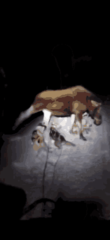 Mushing Moose GIF - Mushing Moose Dog Sled GIFs