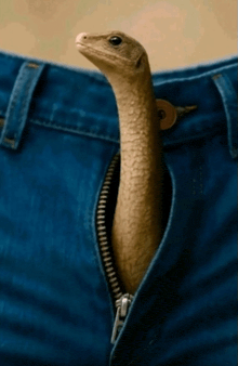 a snake sticking out of a person 's jeans