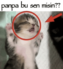 a picture of a kitten with the words " panpa bu sen misin " on the bottom
