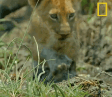 Lion Cub Savage Kingdom GIF - Lion Cub Savage Kingdom Cub GIFs