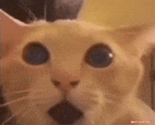 a close up of a cat 's face with its mouth open .