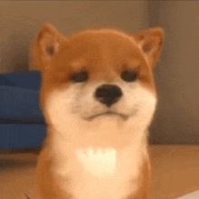a shiba inu puppy is sitting on a wooden floor and looking at the camera .