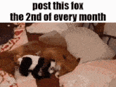 a fox is laying on a bed with a stuffed panda on top of it .