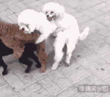 Dogs Hump GIF - Dogs Hump Hump Chain GIFs