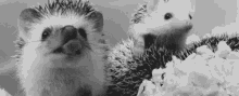 Yawn GIF - Hedgehog Animals Spiky GIFs