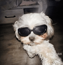 a small white dog wearing sunglasses is laying down on a wooden floor