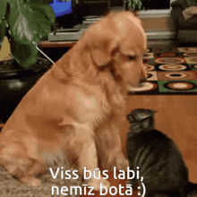 a dog sitting next to a cat with the words viss bus labi nemiz bota