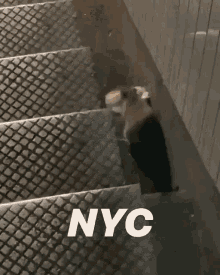 Nyc New York Rat GIF - Nyc New York Rat New York GIFs