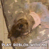 Jojo Siwa Dog Decoradog GIF