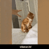 What Whatcat GIF