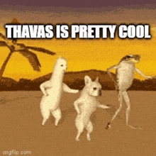 Thavas GIF - Thavas GIFs
