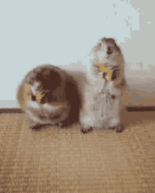 Eating Chilling GIF - Eating Chilling Squirrel GIFs
