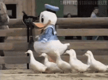 Duck Donald Duck GIF - Duck Donald Duck Disney GIFs