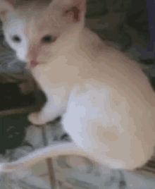 a close up of a white cat with a red tongue sticking out .