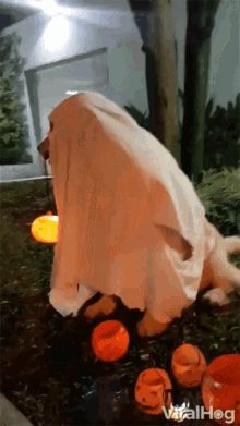 Halloween Costume Halloween GIF - Halloween Costume Halloween Dog GIFs
