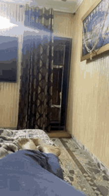 a dog is laying on a bed in a bedroom next to a door .