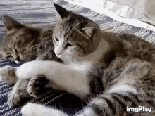 Cat Cuddle GIF - Cat Cuddle Clingy GIFs