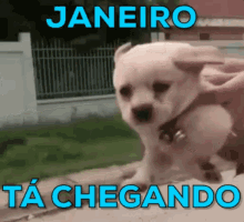 Janeiro Tá Chegando / Cachorro / Cachorrinho Voando GIF - January Dog Doggo GIFs