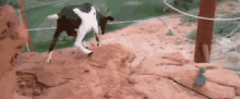 Trying To Navigate Stairs When You'Re Drunk GIF - Goat Funny Struggle GIFs