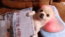 puppy relax spa day newspaper vacation