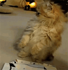 Cats Confused GIF