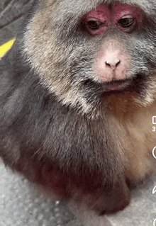 a close up of a monkey 's face with the number 3 on the bottom right