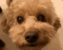 Puppy Dog GIF - Puppy Dog GIFs