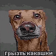 a drawing of a dog with russian writing on the bottom