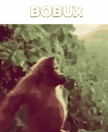 Bobux Robux GIF - Bobux Robux Mumki GIFs
