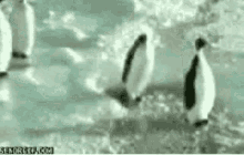 penguin slap