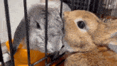 two rabbits are standing next to each other in a cage and looking at each other .
