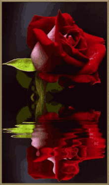 red rose for you love you thinking of you
